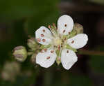 Three-toothed cinquifoil <BR>Shrubby fivefingers